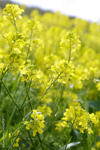 Blooming rapeseed flowers close up