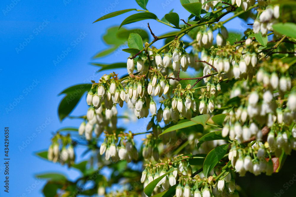 ブルーベリーの花