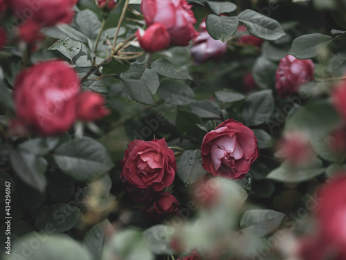 梅雨空の赤い薔薇
