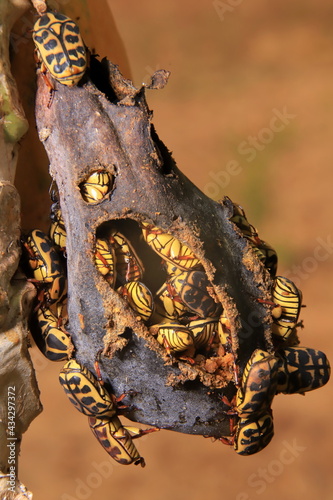 pachnoda sinuata bugs in papaya fruit photo