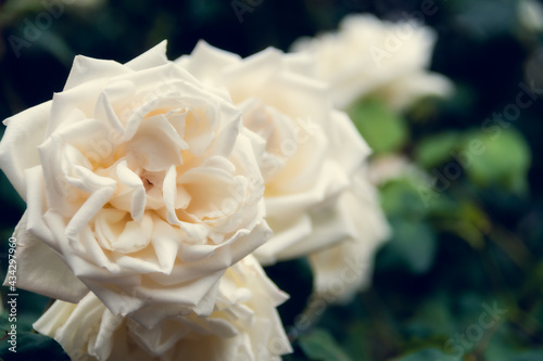 Garden spray of white roses close up. Green leaves on branches and bright, fresh blooming roses. Botanical natural blossom concept. Gardening concept.