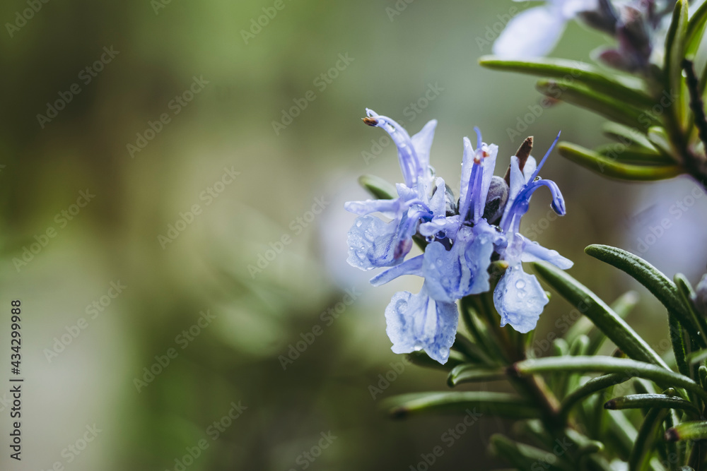 Fototapeta premium Brin de romarin en fleur dans le jardin