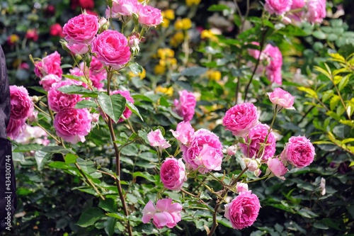 バラ園のバラ Rose at rose garden