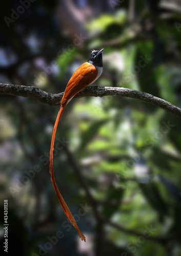 Bird on branch