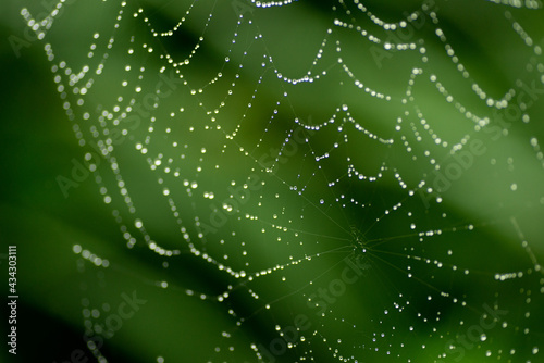 蜘蛛の巣  © 歌うカメラマン