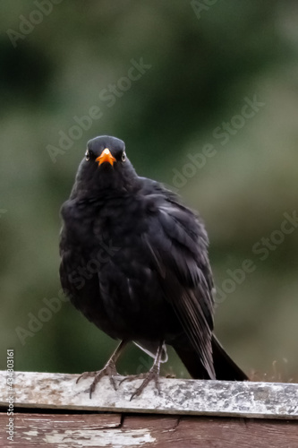 Black bird in urban area