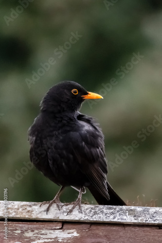 Black bird in urban area