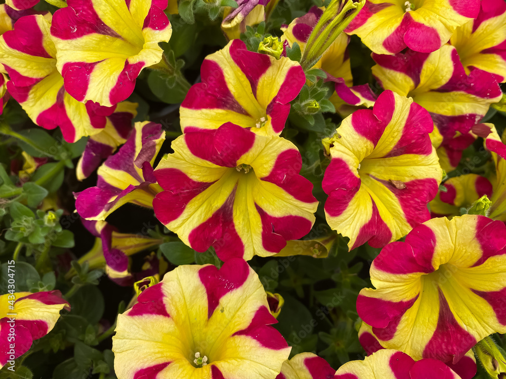Top view on yellow purple petunia flowers in gardencenter (focus on blossom in center)