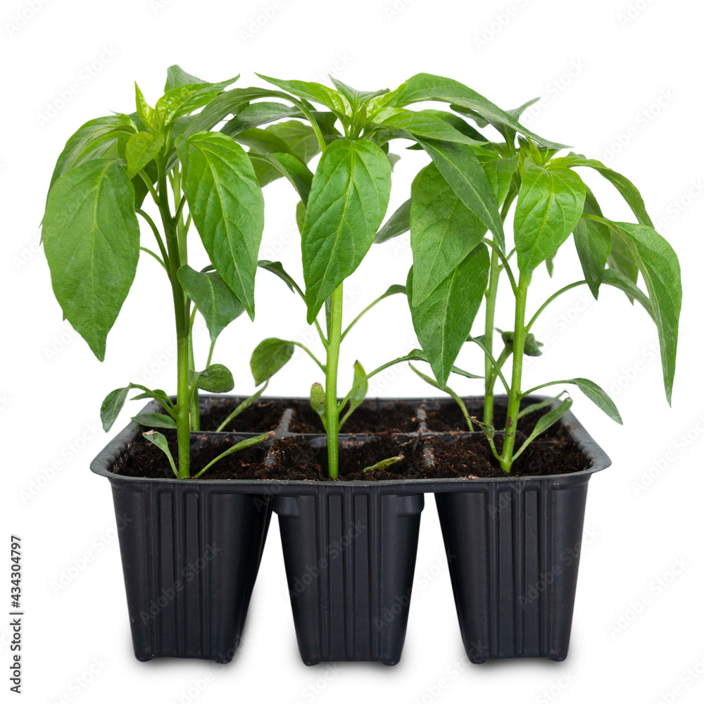 sweet pepper seedling isolated on white background sweet pepper seedling isolated on white background