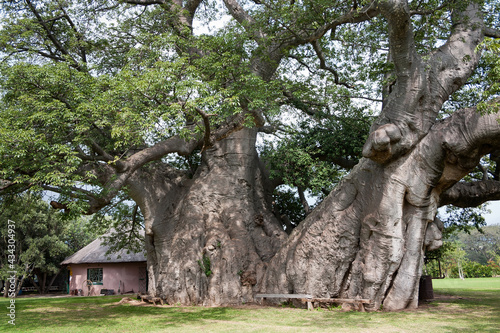 Sunland baobab, Adasonia digitata, more than 1700 years old, before it collapsed in 2017, Modjadjiskloof, South Africa photo