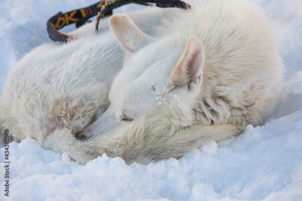 Fototapeta premium Dog in the snow
