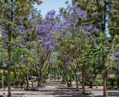Alley with Jacaranda trees in purple bloom. Tel Aviv, Israel. 