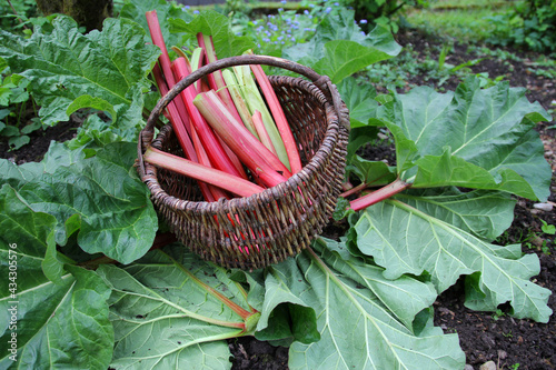 harvest time of red rhubarb photo