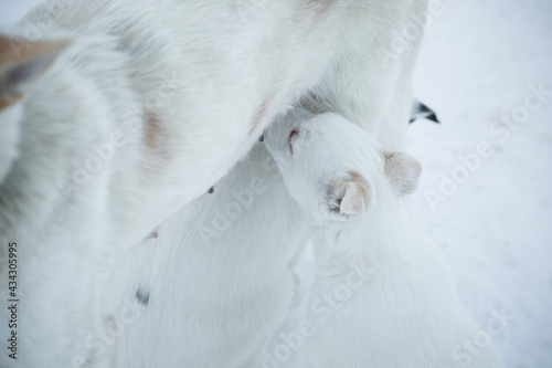 Dog in the snow