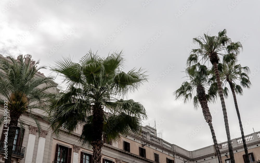 palm trees in the city