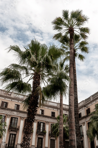 palm trees in the city © hipgnosis