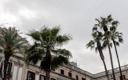 palm trees in the city