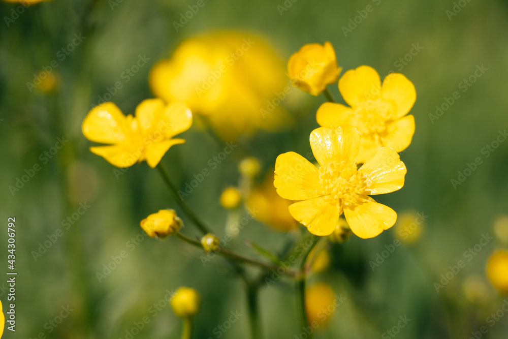 yellow buttercup on meadow background with yellow flowers yellow buttercup on meadow background with yellow flowers