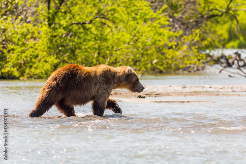Brown bear or Ursus arctos beringianus fishing in the Kurile lake. Kamchatka Peninsula, Russia