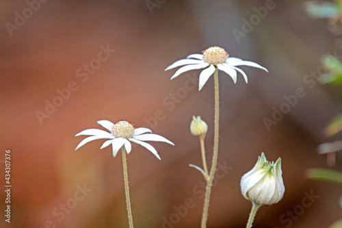 White flannel flower - Actinotus helianthi