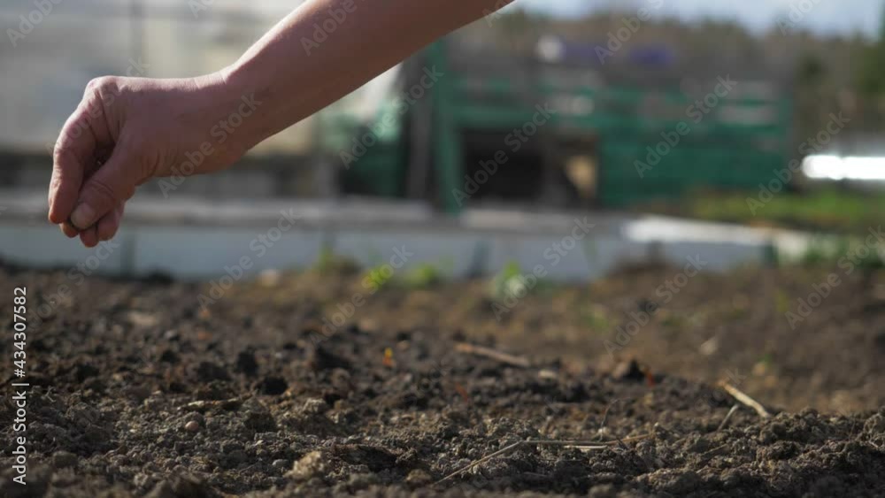farmer's hand planting seeds in soil., sowing seeds outdoors. close up hands putting seeds in the ground. organic farming