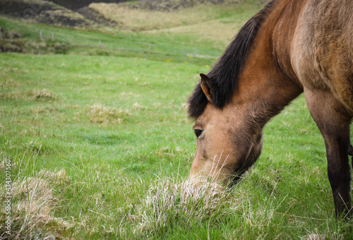  Icelandic Pony