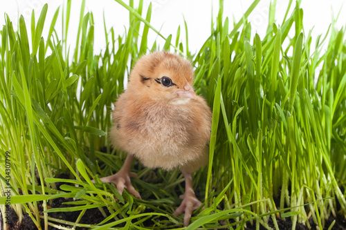 Little cute chicken sits on green grass looks around