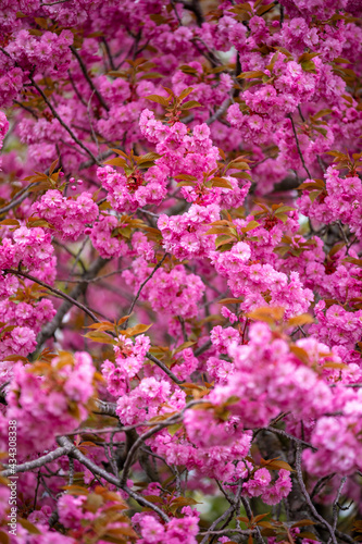 Fototapeta Naklejka Na Ścianę i Meble -  pink flowers background