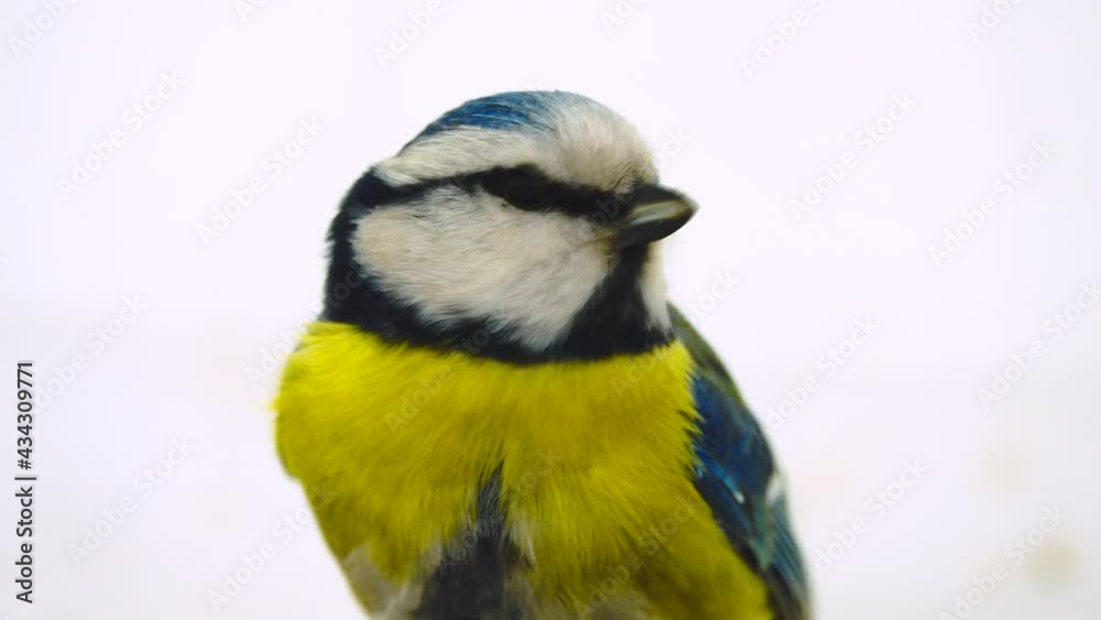 blue tit, Cyanistes caeruleus close-up on white screen, studio blue tit, Cyanistes caeruleus close-up on white screen, studio