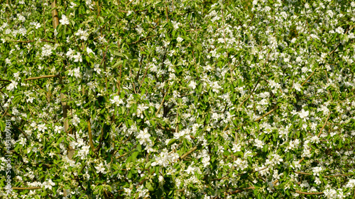 Apple trees in bloom in bright sunny day  green grass background.