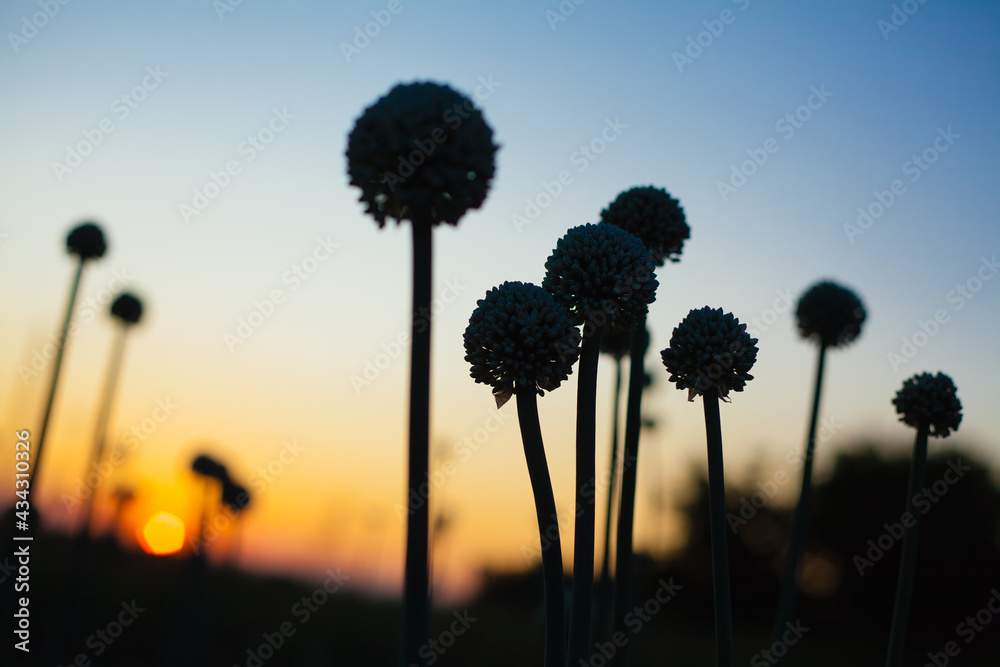 Dark silhouettes of onion flowers against the background of a beautiful evening orange-blue sky at sunset, an unusual cosmic landscape