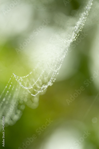 蜘蛛の巣  © 歌うカメラマン