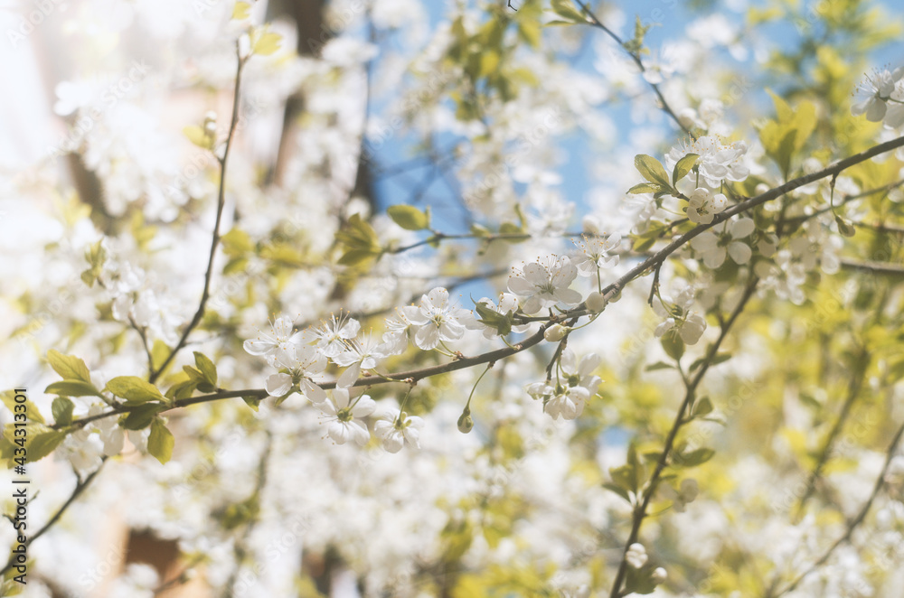 Blooming apple tree. White flowers against a blue sky.