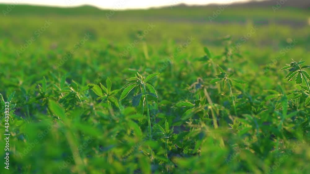 Legal Hemp Field Or Plantation - Close up View On Hemp Plants Which Can Be Used In Various Ways - selective focus Legal Hemp Field Or Plantation - Close up View On Hemp Plants Which Can Be Used In Various Ways - selective focus