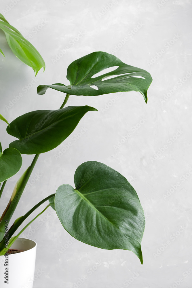 Monstera or Swiss Cheese plant on a gray concrete background. Monstera in a modern interior. Minimalism concept Monstera or Swiss Cheese plant on a gray concrete background. Monstera in a modern interior. Minimalism concept