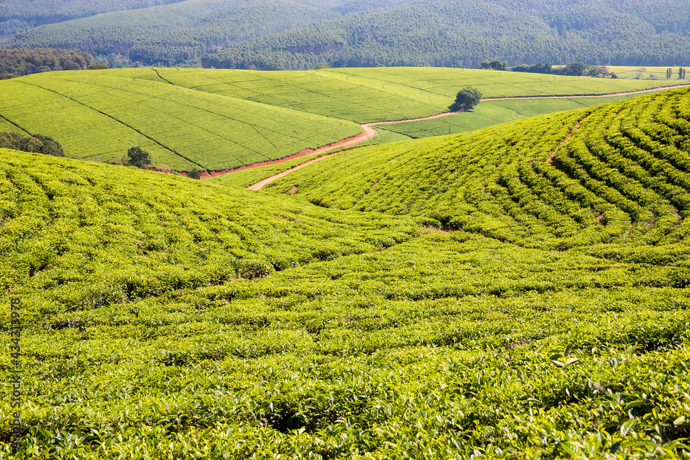 Tea plantation at Tzaneen, Limpopo, South Africa