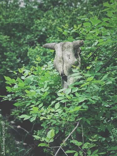 wild boar in the forest