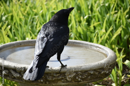 A crow in a bird bath