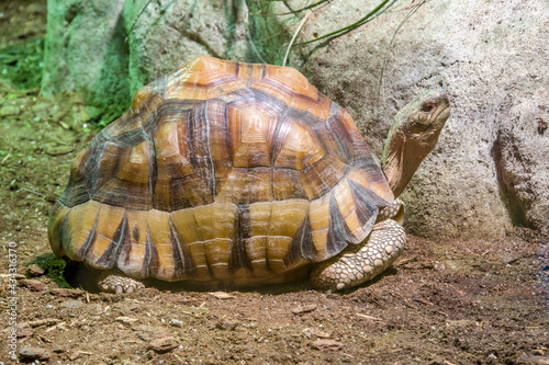 The angonoka tortoise (Astrochelys yniphora) is a critically endangered species of tortoise severely threatened by poaching for the illegal pet trade. It is endemic to Madagascar. photo
