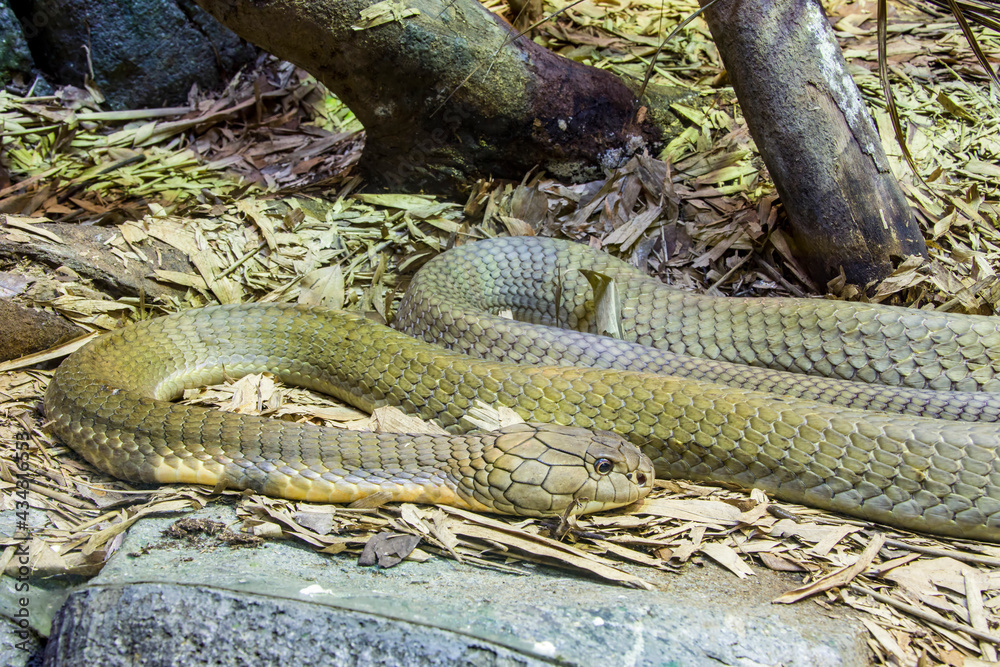 The king cobra (Ophiophagus hannah) is a large elapid endemic to forests from India through Southeast Asia. It is the world's longest venomous snake. It preys chiefly on other snakes. The king cobra (Ophiophagus hannah) is a large elapid endemic to forests from India through Southeast Asia. It is the world's longest venomous snake. It preys chiefly on other snakes.