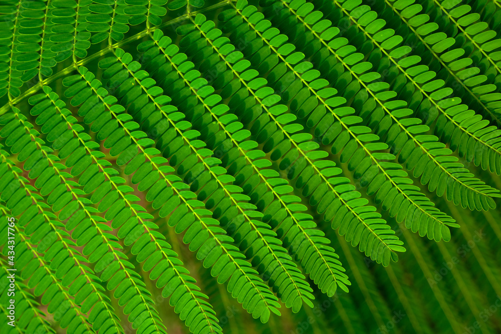 pattern of green leaf with sunlight shaded, nature background pattern of green leaf with sunlight shaded, nature background