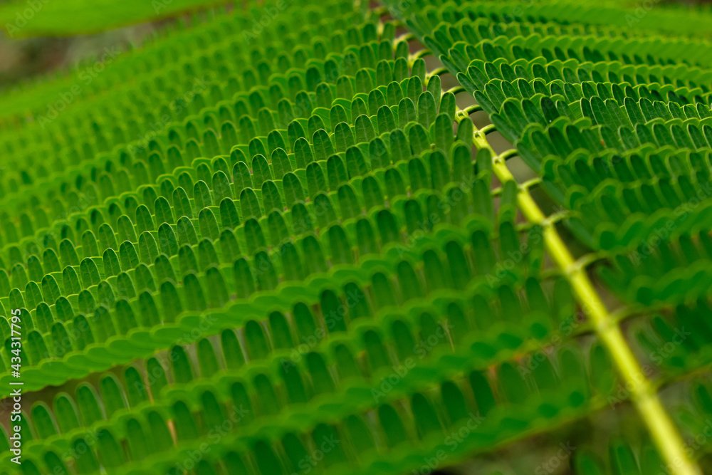 Fototapeta premium pattern of green leaf with sunlight shaded, nature background