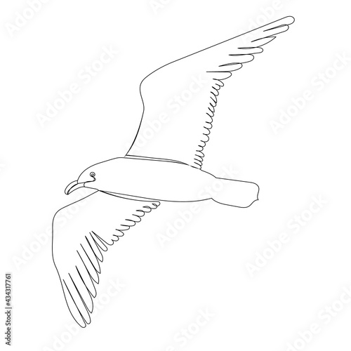 seagull flying, sketch, bird, vector, isolated