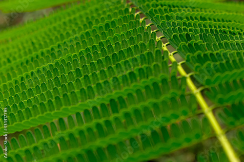 pattern of green leaf with sunlight shaded  nature background