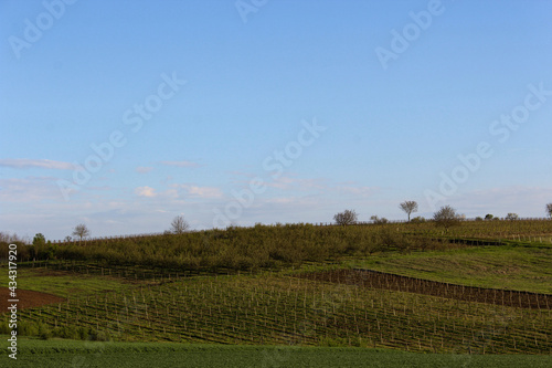 vineyard in spring