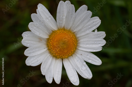 Flower Grass with Raindrops Mirror Perl Nature Lila