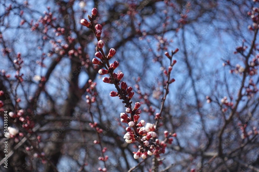 Bare branches of apricot tree with closed flower buds against blue sky in March Bare branches of apricot tree with closed flower buds against blue sky in March