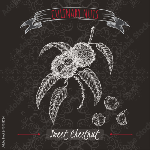 Castanea sativa aka sweet chestnut branch and nuts sketch on black background. Culinary nuts series.