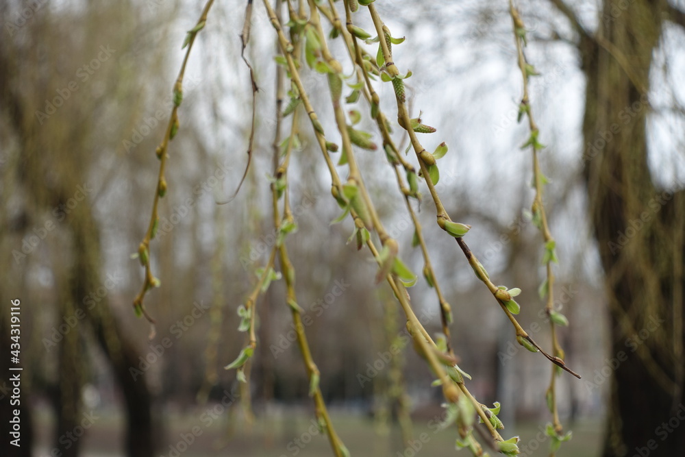 Opening buds on branchlets of weeping willow in March
