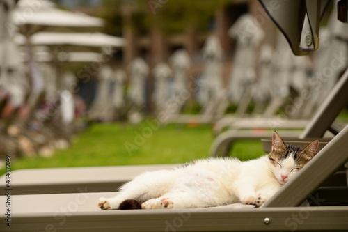 cat on the roof